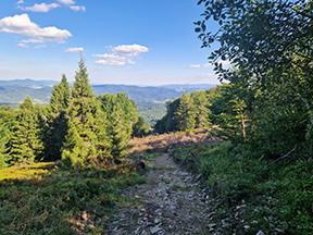 Priesek lesa pre projektovanú SLO Harnaś s realizáciou v roku 2024 /foto: Matej Petőcz 12.8.2023/